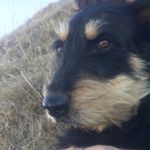 Profile Picture of Jarvis Lindsay (@jarvis_likes_dirt) on Instagram