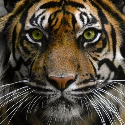 Profile Picture of Andrew Hartshorn (@Bluebear27) on Twitter