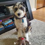 Kevin O'Connor - Instagram Profile Picture of Kevin O'Connor (@earlesswonder) on Instagram