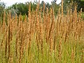 Profile Picture of Calamagrostis strictaon Wikipedia