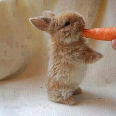 Profile Picture of Becky Huynh (@beckyhuynh1) on Twitter