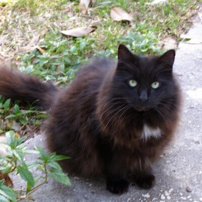 Profile Picture of Mildred Hicks (@LonelyOlCatLady) on Twitter