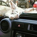 Profile Picture of Alexander Scott (@alexmoller74) on Instagram