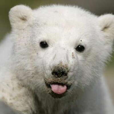 Profile Picture of Lucas Bürger (@LucasBurger) on Twitter
