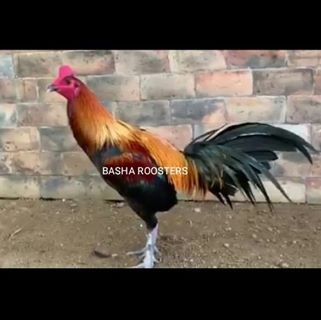 Profile Picture of Basha Roosters Breeding Farms (@basharoosters.farmstenali) on Facebook