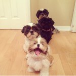 Profile Photo of Cooper Gracie Max And Ruby (@thefourfurryfriends) on Instagram