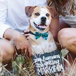 Profile Picture of Carl Stump (@carl_the_beabull) on Instagram