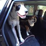 Profile Picture of Lisa stokoe (@mrsbig7dog) on Instagram