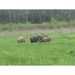 Profile Picture of merryfields farm (@merryfieldsf) on Pinterest