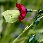 Profile Picture of Markus Schraner (@sirius290) on Instagram