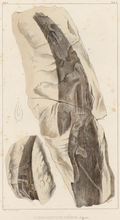 Profile Picture of Ctenacanthuson Wikipedia