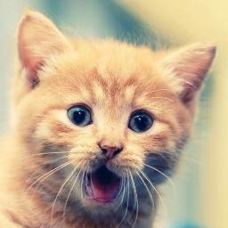 Profile Picture of Carlos Amortegui (@gatolaco) on Twitter