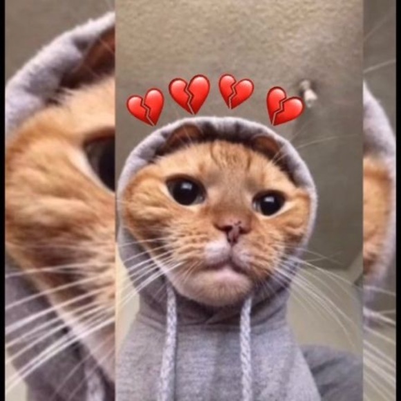 Profile Picture of Jose Daniel (@josel6155) on Poshmark