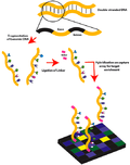 Profile Picture of Exome sequencing - Wikipediaon Wikipedia