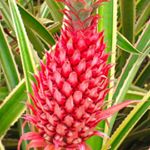 Profile Picture of Jonas Browne (@ananas_bracteatus) on Instagram