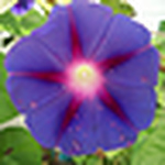 Profile Picture of Carol Scott (@nadatall) on Flickr