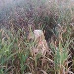 Profile Picture of William Morrison (@william_morrison85) on Instagram