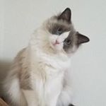 Profile Picture of harada-raulu (@anzhangyuantian) on Instagram