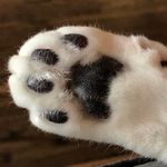 Profile Picture of Lisa Lippelt (@4puxsak) on Instagram