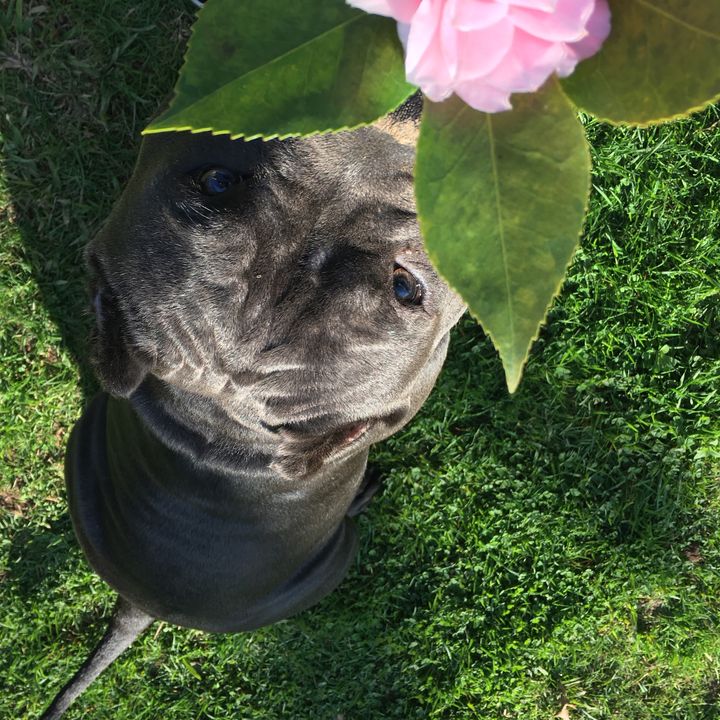 Profile Picture of Daniel Cuellar (@danielcuellar68) on Tiktok