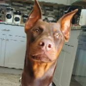 Profile Picture of Preston Cooper (@prestoncooper9560) on Youtube