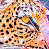 Profile Picture of Paul Nicholas (@Magical Redpandas) on Flickr