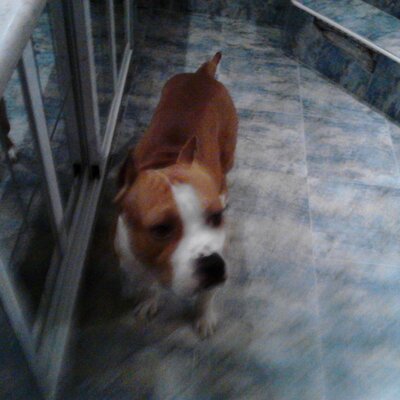 Profile Picture of Janet Ceballos (@janetceballos11) on Twitter