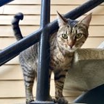 Profile Picture of Simon The Cat & Kitty Cousins (@simonthecatandco) on Instagram