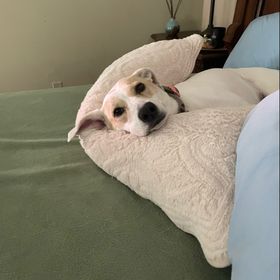 Profile Picture of Pamela Hughes (@pamelacarola) on Pinterest