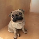 Profile Picture of Marilyn Wallace (@marilynpug) on Instagram