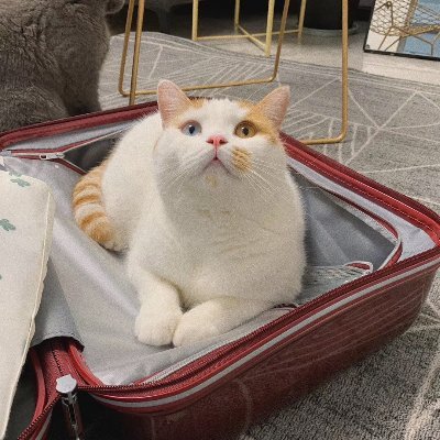 Profile Picture of Dora Li (@Dorali21461996) on Twitter