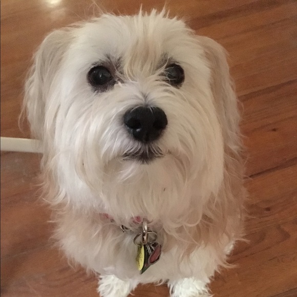Profile Picture of Perry Alexandrides (@perro5151) on Poshmark
