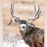 Profile Picture of Dylan Andrews (@killergeneticsoutdoors) on Instagram