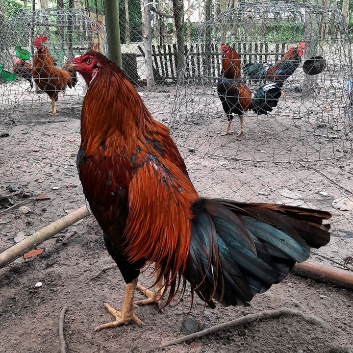 Profile Picture of Pham Anh (@pham_anh87) on Tiktok