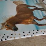 Profile Picture of jochim robert (@jochimrobertzsolt0813) on Instagram