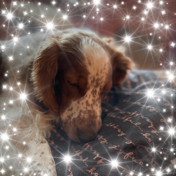 Profile Picture of Bonnie Zarrillo (@bonniezarrillo) on Poshmark