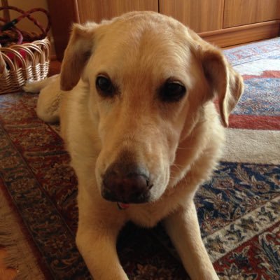Profile Picture of Michael Berliner (@MichaelBerline3) on Twitter