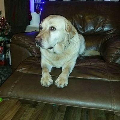 Profile Picture of Greg Traynor (@GregTraynor4) on Twitter