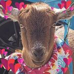 Profile Picture of Nancy Stitt (@nancy_sittt) on Instagram