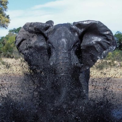 Profile Picture of Kenneth Strauss (@BIGKCS1103) on Twitter