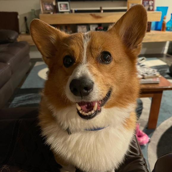 Profile Picture of Kc Rabaya - crawford (@krabaya) on Poshmark