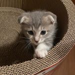 심바 - Instagram Profile Picture of 심바 (@sy__b_simba) on Instagram