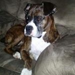 Profile Picture of John Charcho (@johncharcho) on Instagram