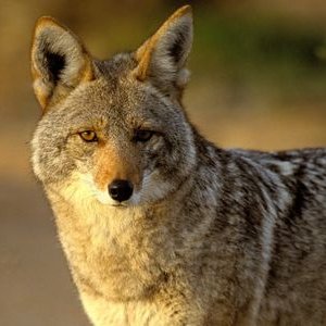 Profile Picture of Sly Coyote (@KevinSlyfox) on Twitter