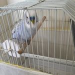 Tony Waldes - Instagram Profile Picture of Tony Waldes (@tonywaldes) on Instagram