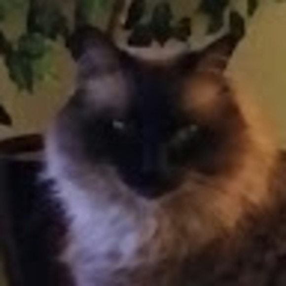 Profile Picture of Kimberly Reilly (@k5699reilly) on Poshmark