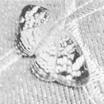 Profile Picture of Joanne Guenther Chrisagis (@joanneguentherchrisagis) on Instagram