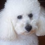 Profile Picture of Roberta Mancini (@roberta.mancini66) on Instagram