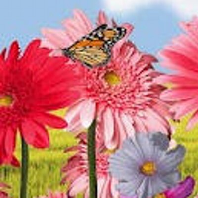 Profile Picture of Stacy Kimball (@StacyWtfkimball) on Twitter