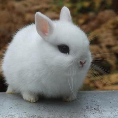 Profile Picture of Ian Vaughn - The Picture Is Not Of Me (@YorickofJest) on Twitter
